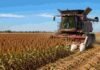 La cosecha de sorgo avanza al 69% y mantiene una producción estimada de 2,9 millones de toneladas Cosechadora trabajando en un cultivo de sorgo maduro en un campo agrícola argentino, con polvo de cosecha y cielo despejado.