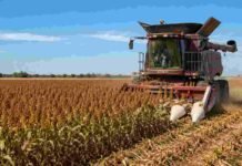 La cosecha de sorgo avanza al 69% y mantiene una producción estimada de 2,9 millones de toneladas Cosechadora trabajando en un cultivo de sorgo maduro en un campo agrícola argentino, con polvo de cosecha y cielo despejado.