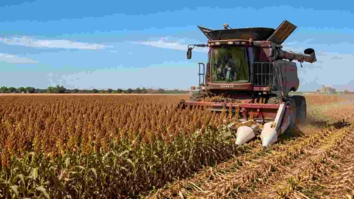 cosecha-sorgo-campo-argentino-ruralnet Cosechadora trabajando en un cultivo de sorgo maduro en un campo agrícola argentino, con polvo de cosecha y cielo despejado.