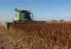Sorgo: la cosecha supera el 80% y la producción se mantiene en 2,9 millones de toneladas Cosechadora John Deere recolectando sorgo granífero maduro en un campo agrícola.