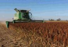 Sorgo: la cosecha supera el 80% y la producción se mantiene en 2,9 millones de toneladas Cosechadora John Deere recolectando sorgo granífero maduro en un campo agrícola.