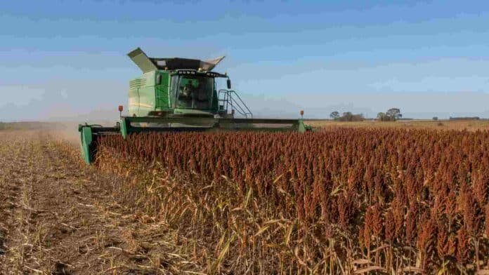 cosecha-sorgo-granifero-john-deere-ruralnet Cosechadora John Deere recolectando sorgo granífero maduro en un campo agrícola.