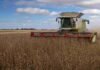 La soja cerró una campaña con rindes récord en La Pampa y Buenos Aires y la siembra fina avanza con demoras Cosechadora Claas cosechando soja de buen rendimiento en un campo de la zona de Bahía Blanca, con cielo parcialmente nublado y polvo en suspensión
