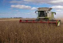 La soja cerró una campaña con rindes récord en La Pampa y Buenos Aires y la siembra fina avanza con demoras Cosechadora Claas cosechando soja de buen rendimiento en un campo de la zona de Bahía Blanca, con cielo parcialmente nublado y polvo en suspensión
