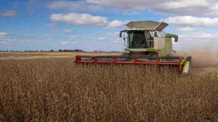 cosechadora-claas-soja-bahia-blanca-ruralnet Cosechadora Claas cosechando soja de buen rendimiento en un campo de la zona de Bahía Blanca, con cielo parcialmente nublado y polvo en suspensión