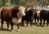 Financian toros y hembras de alta genética con beneficios del RIMI Toro Hereford y reproductores Angus en un establecimiento ganadero, representativos de la inversión en genética bovina.