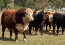 Financian toros y hembras de alta genética con beneficios del RIMI Toro Hereford y reproductores Angus en un establecimiento ganadero, representativos de la inversión en genética bovina.