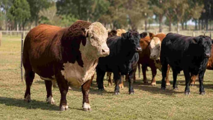 Toro Hereford y reproductores Angus en un establecimiento ganadero, representativos de la inversión en genética bovina.