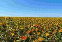 Nace una plataforma para certificar materias primas agrícolas de bajo carbono Cultivo de cártamo en flor bajo cielo despejado, imagen vinculada con la producción agrícola de baja intensidad de carbono.