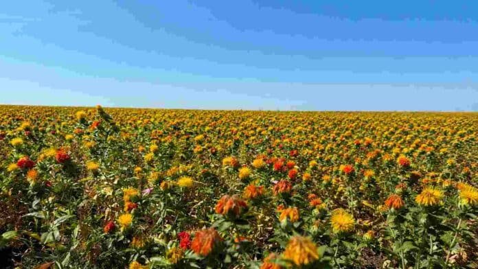 Cultivo de cártamo en flor bajo cielo despejado, imagen vinculada con la producción agrícola de baja intensidad de carbono.