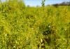 El barbecho pierde hasta 409 mm de agua sin que nadie los aproveche: el estudio que derriba décadas de certezas Cultivo de lenteja en pleno desarrollo, con plantas verdes y pequeñas flores bajo un día soleado.