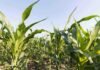 El producto biológico que ya protegió 5 millones de hectáreas en Brasil llega al mercado argentino Cultivo de maíz en pleno desarrollo bajo un cielo despejado, en un campo agrícola argentino.