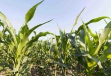 El producto biológico que ya protegió 5 millones de hectáreas en Brasil llega al mercado argentino Cultivo de maíz en pleno desarrollo bajo un cielo despejado, en un campo agrícola argentino.