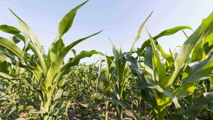 Cultivo de maíz en pleno desarrollo bajo un cielo despejado, en un campo agrícola argentino.