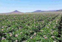 Balcarce reunirá a la cadena de la papa en una jornada técnica nacional Cultivo de papa en floración en un establecimiento productivo de Balcarce, sede de la jornada técnica “La Papa, de Argentina al Mundo”