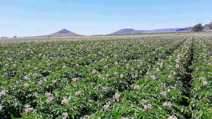 Cultivo de papa en floración en un establecimiento productivo de Balcarce, sede de la jornada técnica “La Papa, de Argentina al Mundo”
