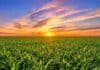 Santiago del Estero: trigo y garbanzo muestran un buen desarrollo pese a las demoras de siembra Cultivo de trigo verde bajo un cielo de amanecer con luz cálida sobre un amplio campo argentino