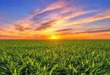 Santiago del Estero: trigo y garbanzo muestran un buen desarrollo pese a las demoras de siembra Cultivo de trigo verde bajo un cielo de amanecer con luz cálida sobre un amplio campo argentino
