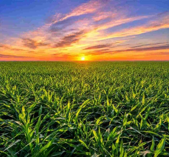 Cultivo de trigo verde bajo un cielo de amanecer con luz cálida sobre un amplio campo argentino