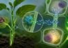 El sistema inmune de las plantas tiene memoria: el INTA identificó el mecanismo molecular que lo activa Planta joven con señales visuales de defensa inmunitaria y comunicación celular frente a patógenos.