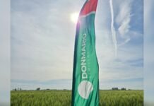DONMARIO apuesta a variedades de trigo de alto rinde y salida anticipada Bandera de DONMARIO Semillas en un lote de trigo, representando variedades de ciclo corto y tecnología aplicada a la campaña fina.