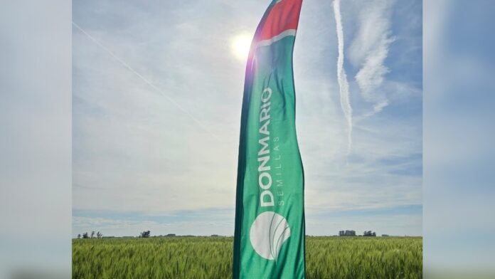 Bandera de DONMARIO Semillas en un lote de trigo, representando variedades de ciclo corto y tecnología aplicada a la campaña fina.