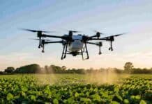 Drones aplicadores: el INTA muestra cómo intervenir sin pisar el cultivo Dron aplicador pulveriza de manera localizada sobre un cultivo agrícola al atardecer.