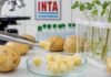 INTA presentará nuevas herramientas para mejorar el cultivo de papa Papas y muestras vegetales analizadas en un laboratorio del INTA, en una imagen que ilustra los avances en genética y edición génica del cultivo.