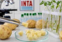 INTA presentará nuevas herramientas para mejorar el cultivo de papa Papas y muestras vegetales analizadas en un laboratorio del INTA, en una imagen que ilustra los avances en genética y edición génica del cultivo.