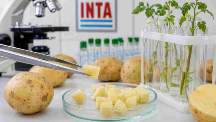 Papas y muestras vegetales analizadas en un laboratorio del INTA, en una imagen que ilustra los avances en genética y edición génica del cultivo.