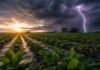 El Niño apunta a una campaña récord: prevén un escenario de alta productividad para el agro argentino Campo de soja en la Pampa Húmeda beneficiado por lluvias de El Niño, con cielo de tormenta, relámpago y suelo húmedo al atardecer.