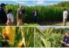Santa Cruz prueba maíz adaptado al frío para alimentar la ganadería Técnicos del INTA evalúan híbridos de maíz precoz, observan las espigas y registran datos en un ensayo realizado en Santa Cruz.