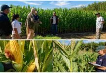 Santa Cruz prueba maíz adaptado al frío para alimentar la ganadería Técnicos del INTA evalúan híbridos de maíz precoz, observan las espigas y registran datos en un ensayo realizado en Santa Cruz.