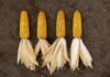 La mejora ganadera impulsa al maíz como herramienta para producir más carne Cuatro espigas de maíz maduras dispuestas sobre el suelo para evaluar el rendimiento y las características de distintos híbridos en un lote agrícola.