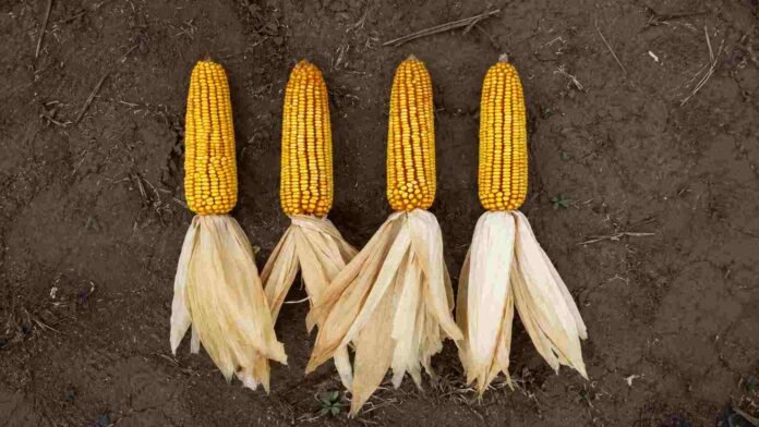 Cuatro espigas de maíz maduras dispuestas sobre el suelo para evaluar el rendimiento y las características de distintos híbridos en un lote agrícola.