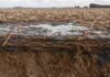 La estructura laminar: el problema que crece silenciosamente en los suelos bajo siembra directa y pocos productores conocen Perfil de suelo con estructura laminar, raíces restringidas y agua acumulada en un lote bajo siembra directa.