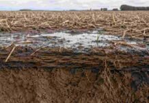 La estructura laminar: el problema que crece silenciosamente en los suelos bajo siembra directa y pocos productores conocen Perfil de suelo con estructura laminar, raíces restringidas y agua acumulada en un lote bajo siembra directa.