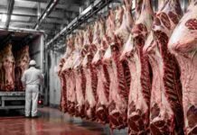 29.000 toneladas a 14.000 dólares la tonelada: así se distribuyó la Cuota Hilton 2026/27 entre frigoríficos y ganaderos Medias reses bovinas listas para exportación en una planta frigorífica durante la carga de un camión refrigerado destinado al mercado internacional.