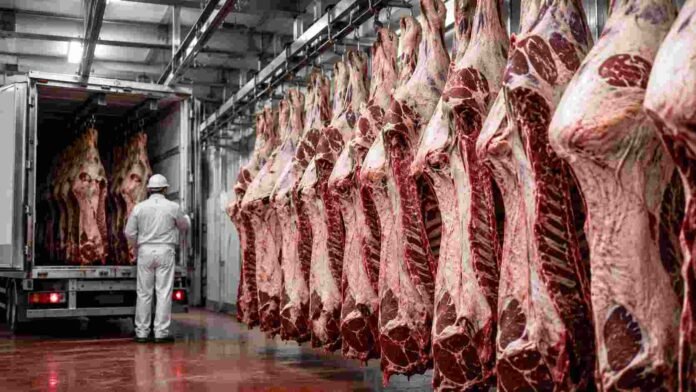 exportacion-carne-vacuna-cuota-hilton-ruralnet Medias reses bovinas listas para exportación en una planta frigorífica durante la carga de un camión refrigerado destinado al mercado internacional.