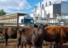 Carne bovina: la producción creció frente a mayo, pero cayó en la comparación anual