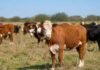 La menor faena de hembras desde 2021 anticipa un cambio en el ciclo ganadero Rodeo bovino con vacas y vaquillonas pastando en un campo argentino, en una imagen vinculada con la menor faena de hembras y la retención de vientres.