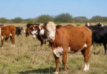 La menor faena de hembras desde 2021 anticipa un cambio en el ciclo ganadero Rodeo bovino con vacas y vaquillonas pastando en un campo argentino, en una imagen vinculada con la menor faena de hembras y la retención de vientres.