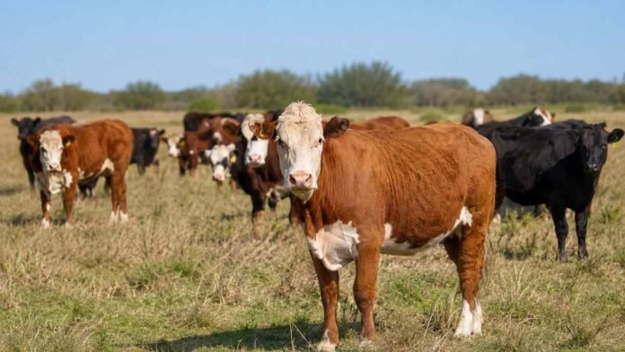 faena-hembras-retencion-rodeo-ruralnet Rodeo bovino con vacas y vaquillonas pastando en un campo argentino, en una imagen vinculada con la menor faena de hembras y la retención de vientres.