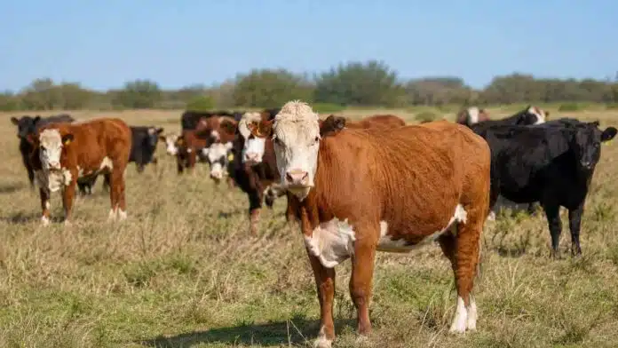 Rodeo bovino con vacas y vaquillonas pastando en un campo argentino, en una imagen vinculada con la menor faena de hembras y la retención de vientres.