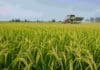 Angirú INTA CL: cuánto nitrógeno necesita para alcanzar su máximo rendimiento Lote de arroz Angirú INTA CL en plena producción, con maquinaria aplicando fertilizante nitrogenado al fondo.