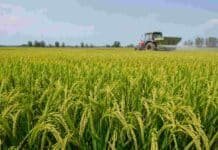 Angirú INTA CL: cuánto nitrógeno necesita para alcanzar su máximo rendimiento Lote de arroz Angirú INTA CL en plena producción, con maquinaria aplicando fertilizante nitrogenado al fondo.