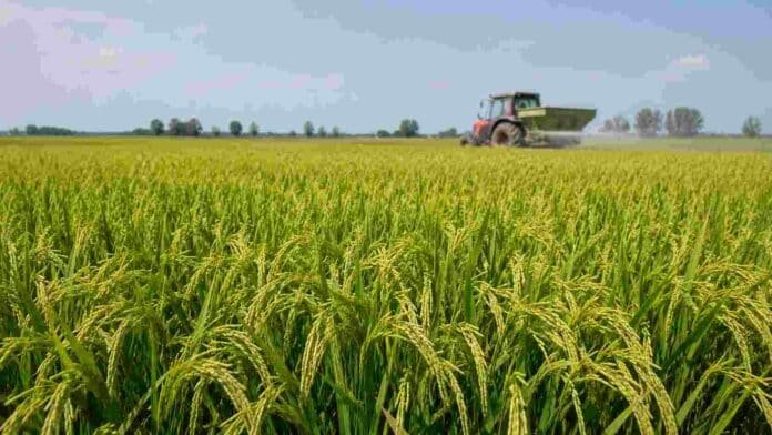 fertilizacion-arroz-angiru-inta-ruralnet Lote de arroz Angirú INTA CL en plena producción, con maquinaria aplicando fertilizante nitrogenado al fondo.