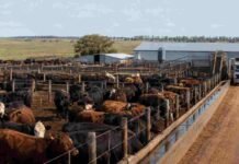La ganadería mueve 20.000 millones de dólares y los bancos solo financian 1.000: el dato que explica por qué el sector no despega Establecimiento ganadero argentino con numerosos bovinos en corrales, infraestructura productiva y un camión de hacienda al fondo.