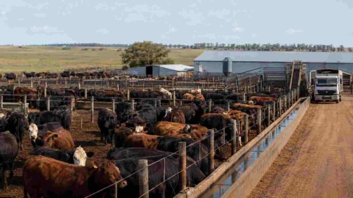 financiamiento-ganaderia-argentina-ruralnet Establecimiento ganadero argentino con numerosos bovinos en corrales, infraestructura productiva y un camión de hacienda al fondo.