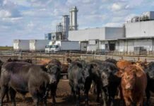 Frigoríficos de tres provincias rechazan cambios en el financiamiento del IPCVA Ganado bovino en corrales frente a una planta frigorífica argentina, imagen vinculada al debate por el financiamiento obligatorio del IPCVA.